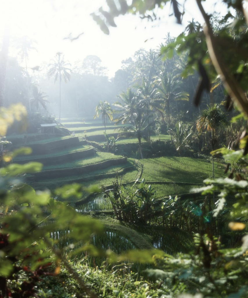 Bali Wellness Adventure